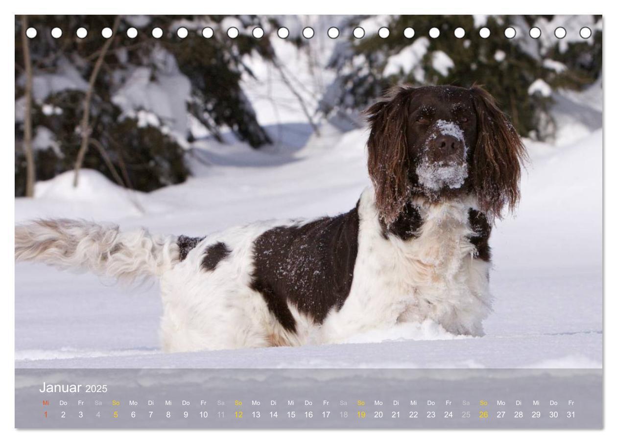 Bild: 9783435628728 | Kleiner Münsterländer Vorstehhund (Tischkalender 2025 DIN A5 quer),...