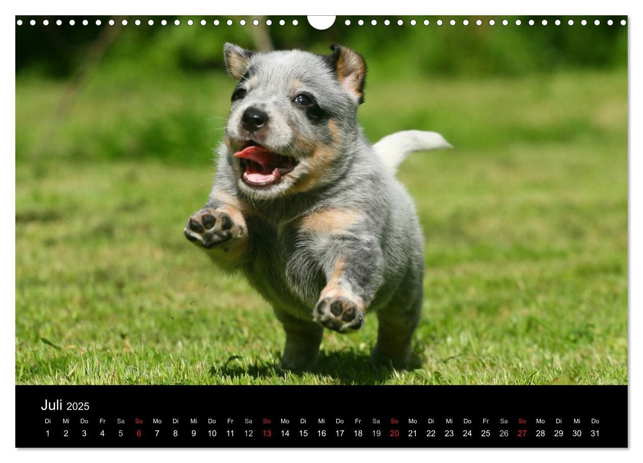 Bild: 9783435749539 | Australian Cattle Dog Welpen (Wandkalender 2025 DIN A3 quer),...