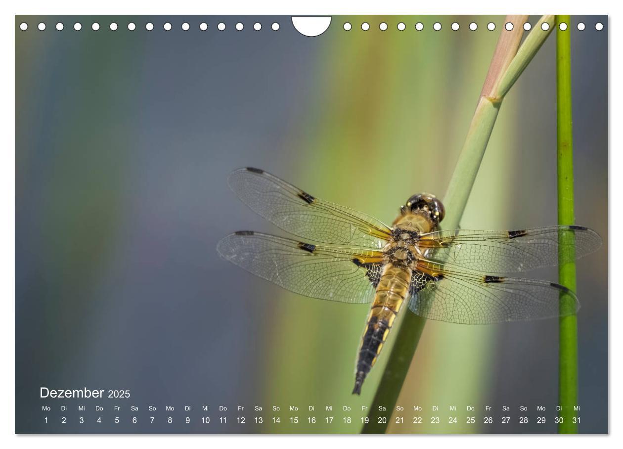 Bild: 9783435457717 | Eine Safari im Garten (Wandkalender 2025 DIN A4 quer), CALVENDO...