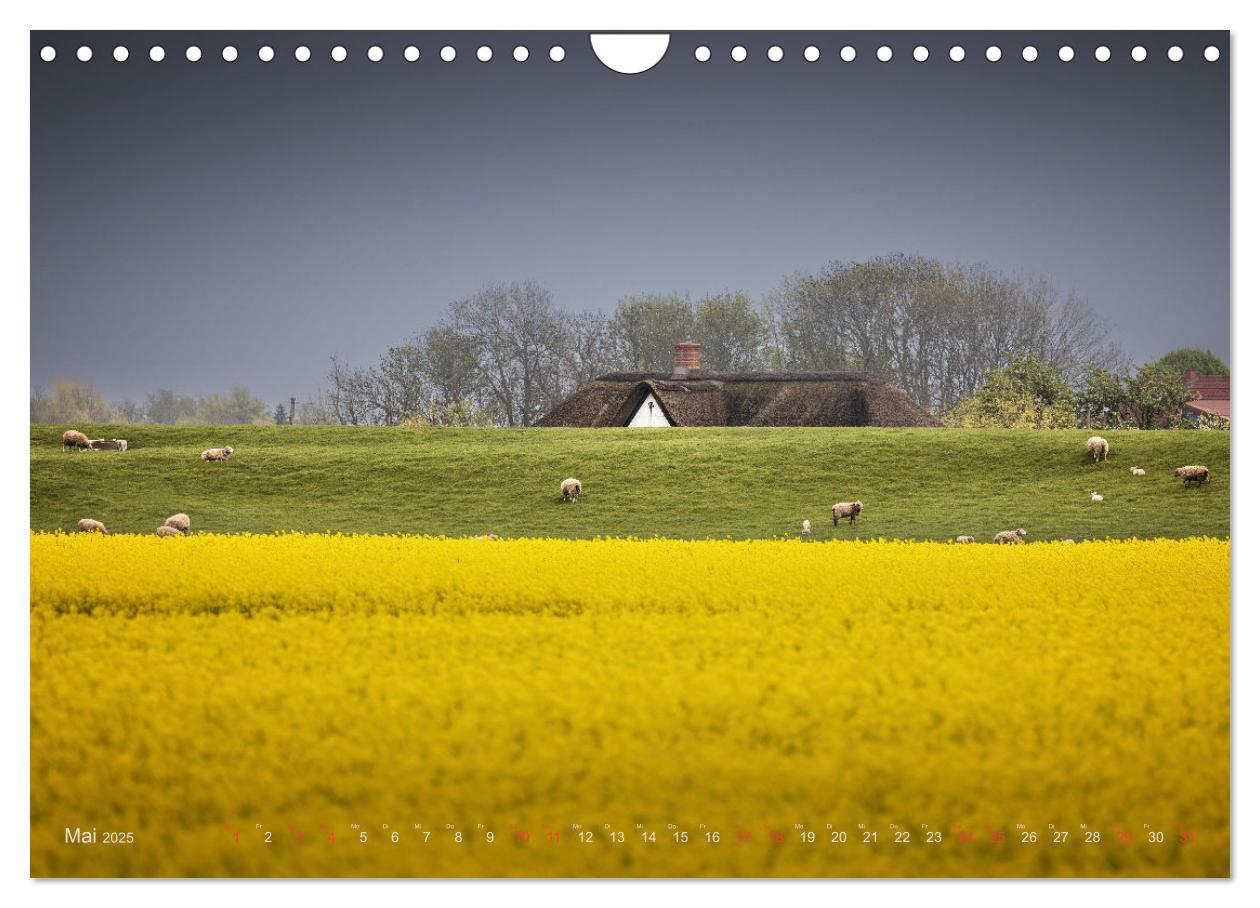 Bild: 9783383951800 | Wunderschönes Eiderstedt (Wandkalender 2025 DIN A4 quer), CALVENDO...