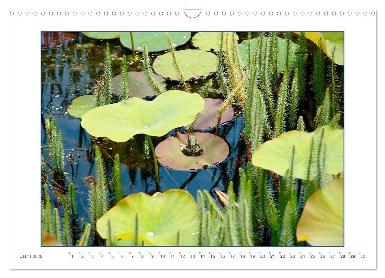 Bild: 9783435078141 | Sanfte Natur (Wandkalender 2025 DIN A3 quer), CALVENDO Monatskalender