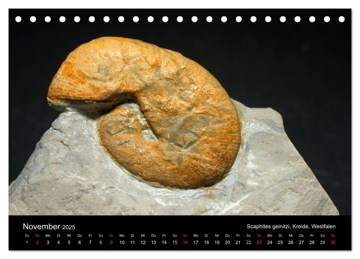 Bild: 9783435770205 | Fossilien - Zeugen der Urzeit (Tischkalender 2025 DIN A5 quer),...