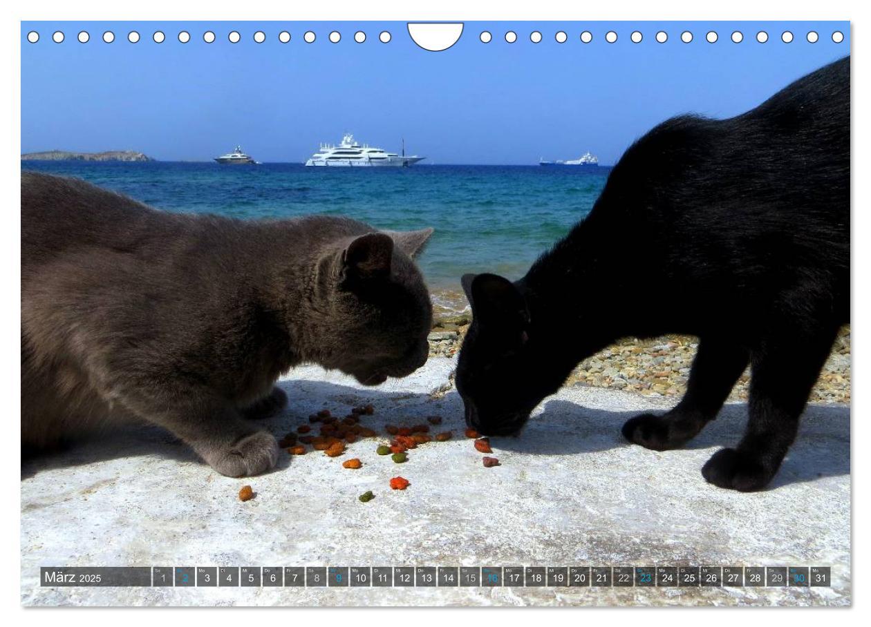 Bild: 9783435663644 | SAMTPFOTEN auf Mykonos (Wandkalender 2025 DIN A4 quer), CALVENDO...