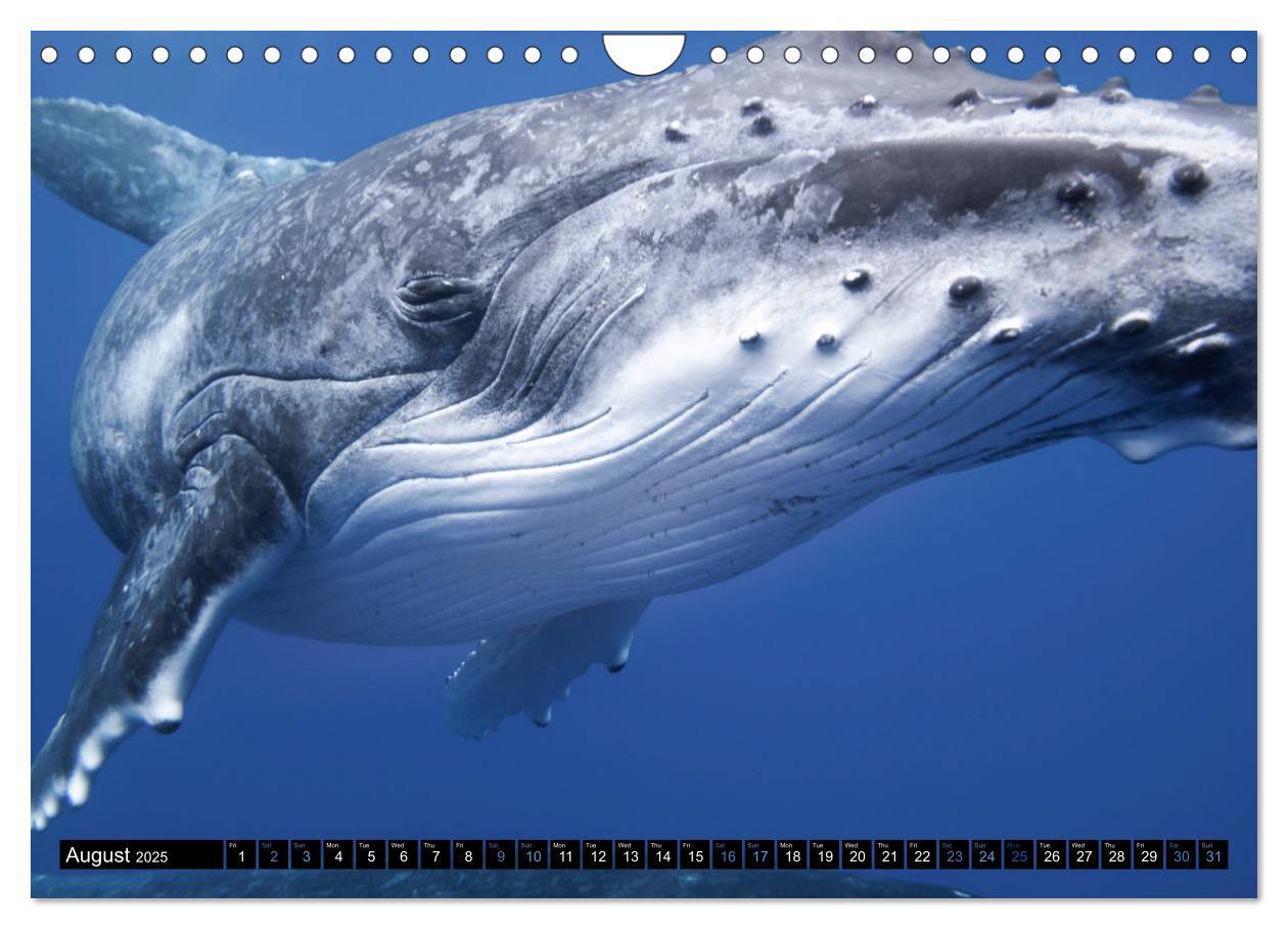 Bild: 9781325948321 | A Whale of a Year (Wall Calendar 2025 DIN A4 landscape), CALVENDO...