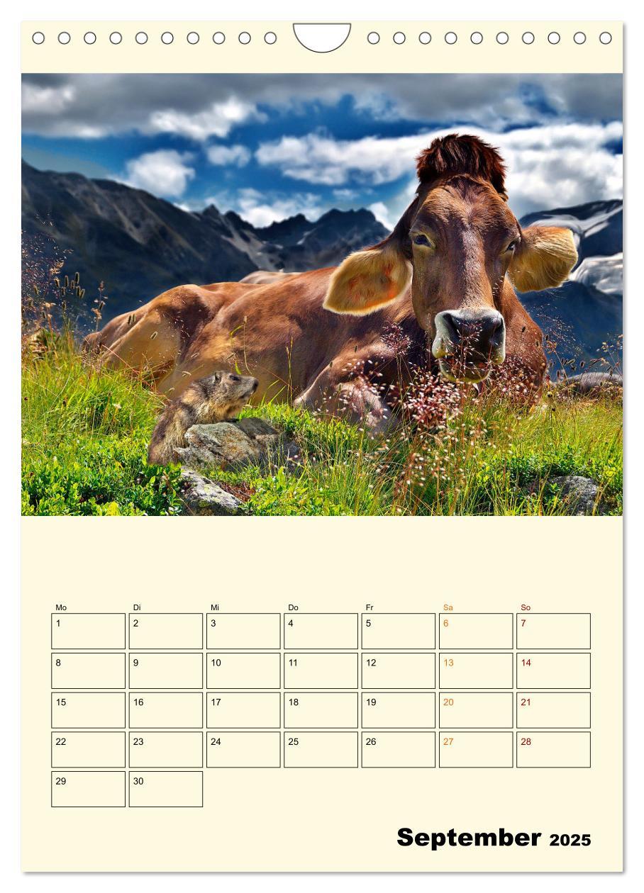 Bild: 9783435904563 | Lustig verrückt - der Tierkalender (Wandkalender 2025 DIN A4 hoch),...