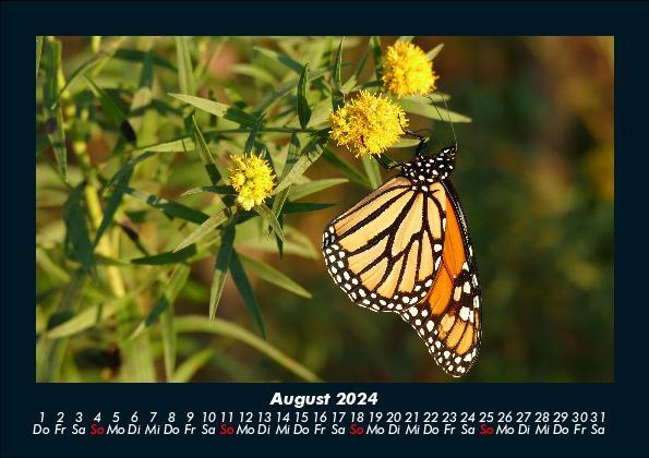 Bild: 9783755949763 | Bunte Pracht der Schmetterlinge 2024 Fotokalender DIN A5 | Becker