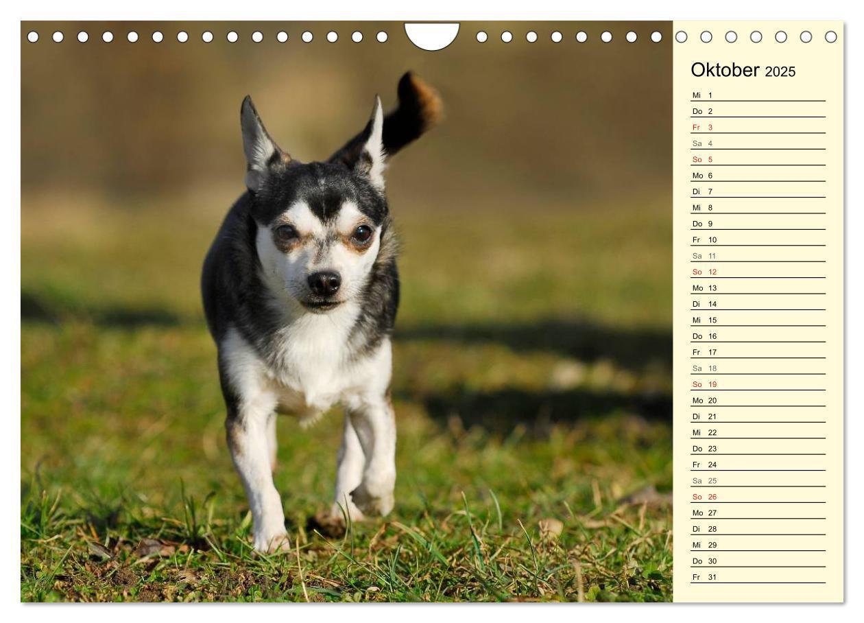 Bild: 9783435541546 | Chihuahua - Kleine Hunde ganz groß (Wandkalender 2025 DIN A4 quer),...