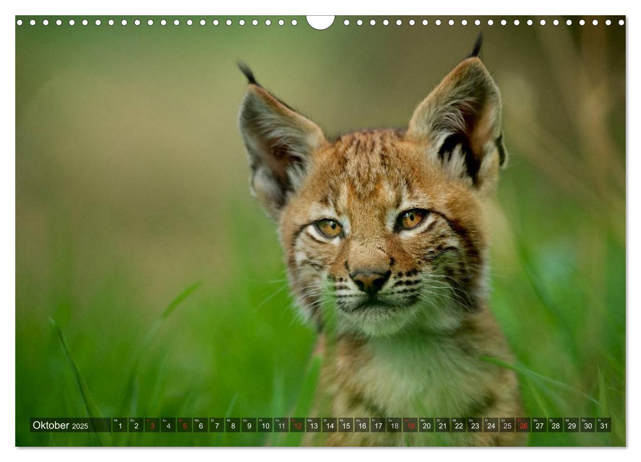 Bild: 9783435689576 | Der Luchs - Dem Pinselohr auf der Spur (Wandkalender 2025 DIN A3...