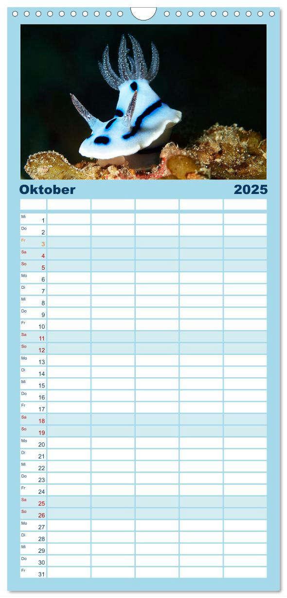 Bild: 9783457135228 | Familienplaner 2025 - Meeres-Schnecken mit 5 Spalten (Wandkalender,...