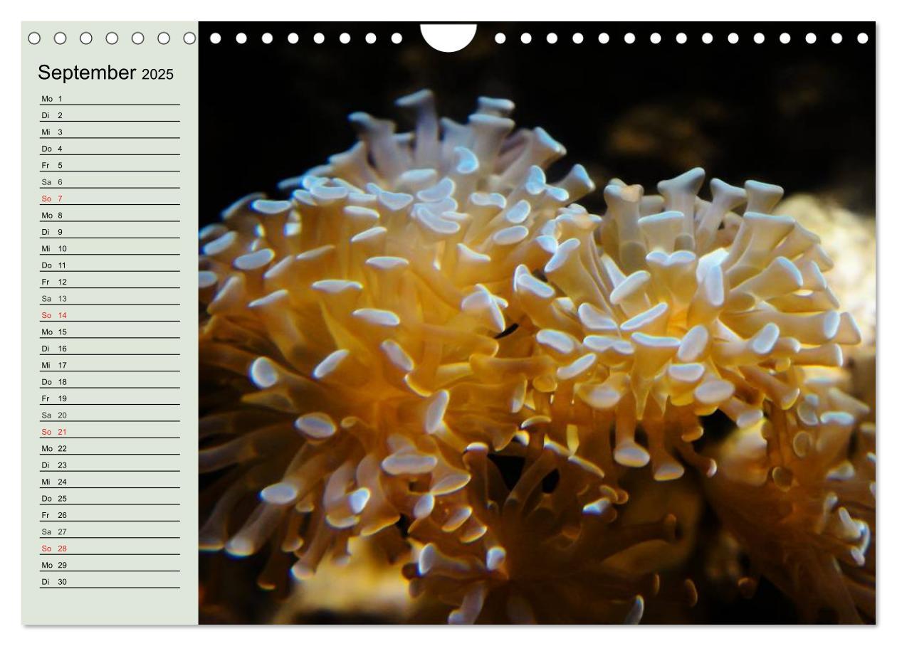 Bild: 9783435523788 | Die Welt der Riffe. Seesterne, Korallen, Anemonen (Wandkalender...