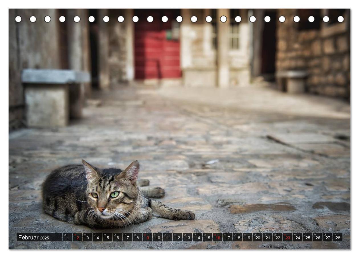 Bild: 9783435575527 | Die Katzen von Rovinj (Tischkalender 2025 DIN A5 quer), CALVENDO...