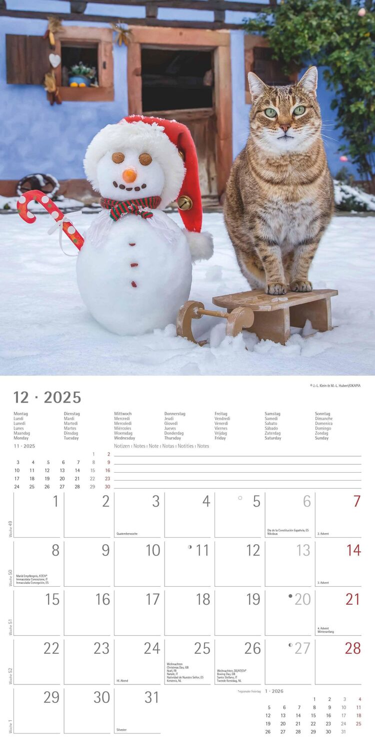 Bild: 4251732340827 | Funny Cats 2025 - Broschürenkalender 30x30 cm (30x60 geöffnet) -...