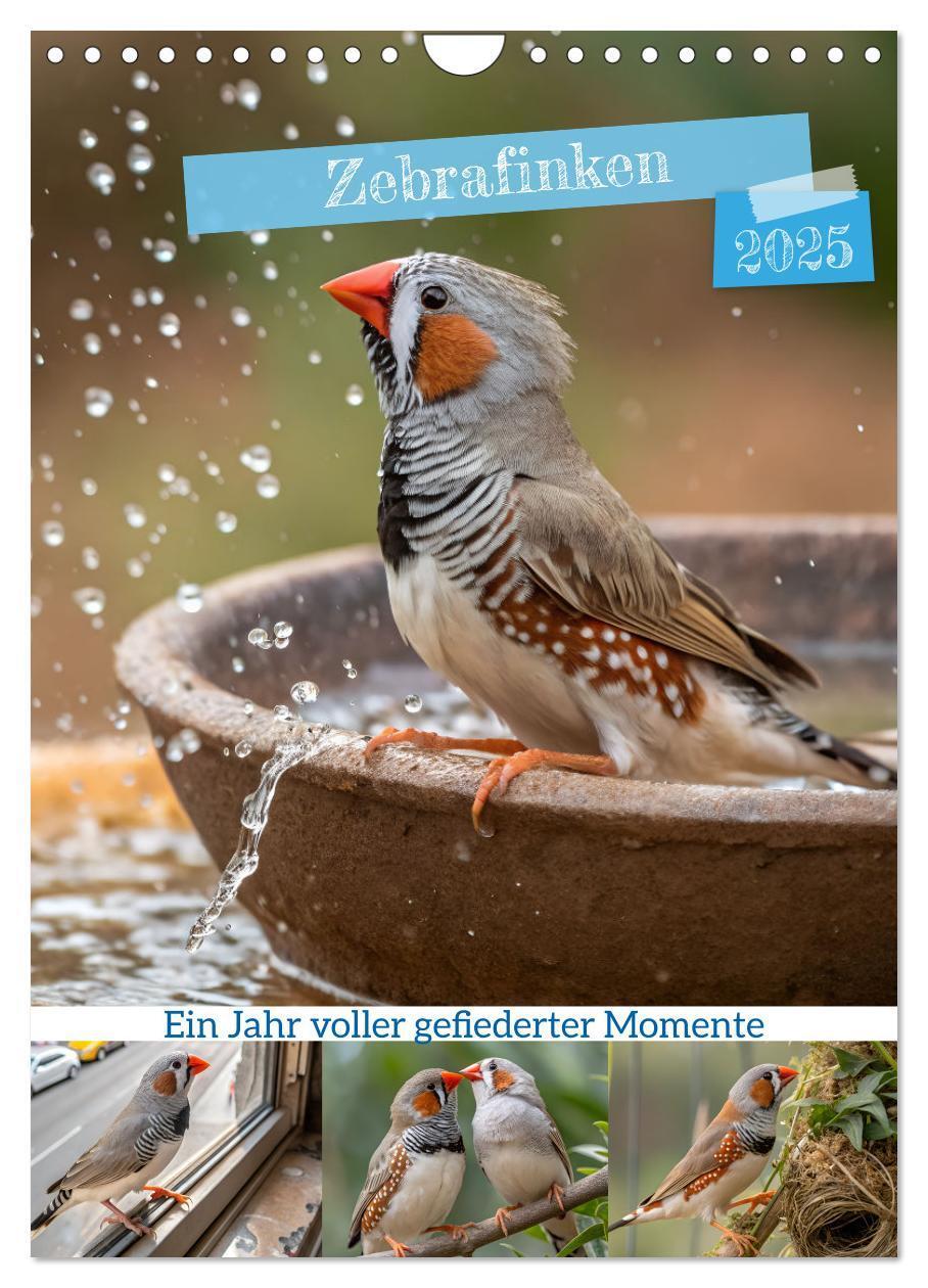 Cover: 9783457231104 | Zebrafinken - Ein Jahr voller gefiederter Momente (Wandkalender...