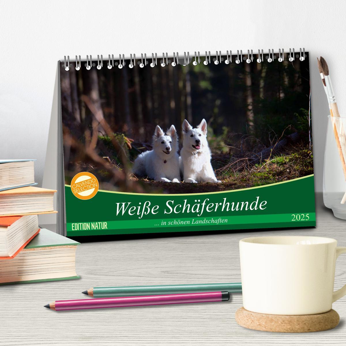 Bild: 9783435414574 | Weiße Schäferhunde in schönen Landschaften (Tischkalender 2025 DIN...