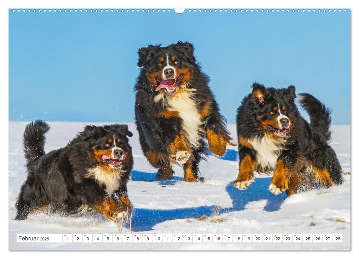 Bild: 9783383848292 | Berner Sennenhund - Ein Freund auf vier Pfoten (Wandkalender 2025...