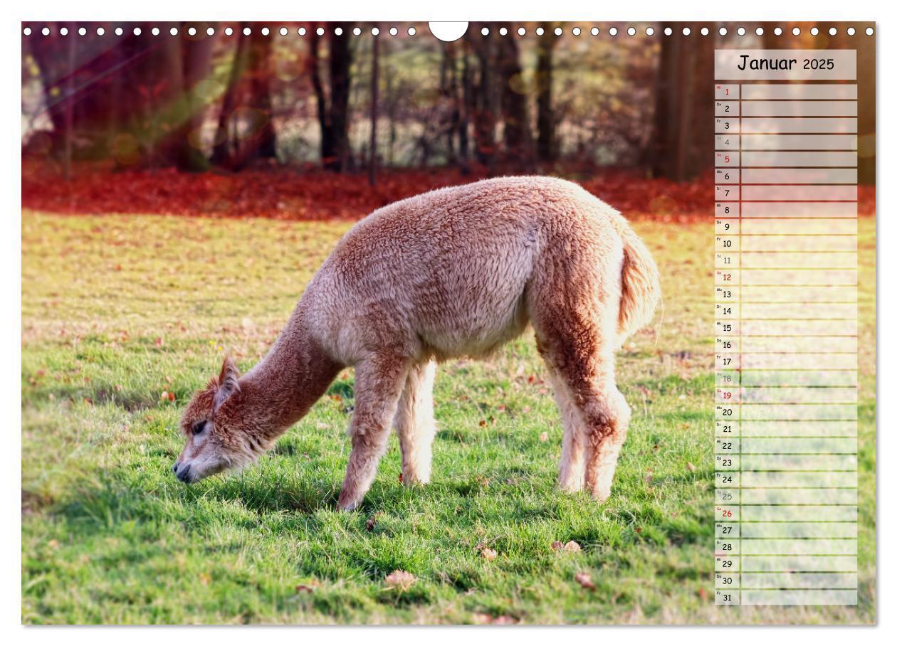 Bild: 9783383983573 | Alpaka, coole Typen mit wilden Frisuren (Wandkalender 2025 DIN A3...