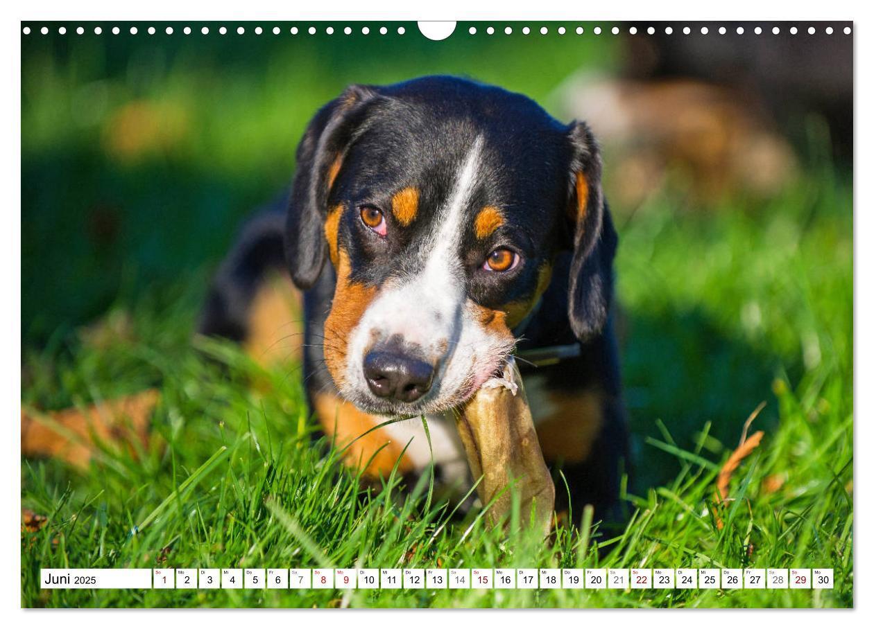 Bild: 9783435313051 | Mein bester Freund - Entlebucher Sennenhund (Wandkalender 2025 DIN...