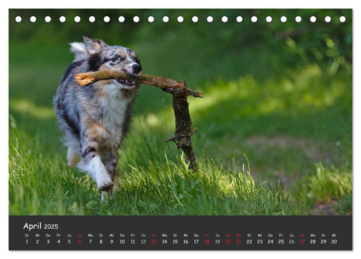 Bild: 9783435581344 | Australian Shepherd - Augenblicke (Tischkalender 2025 DIN A5 quer),...