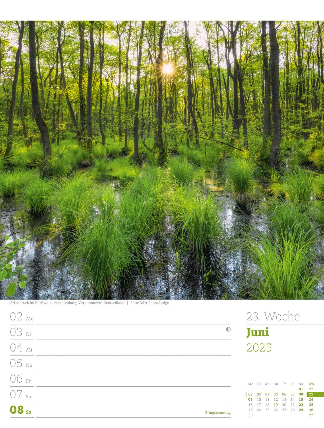 Bild: 9783838425979 | Unser Wald - Wochenplaner Kalender 2025 | Ackermann Kunstverlag | 2025