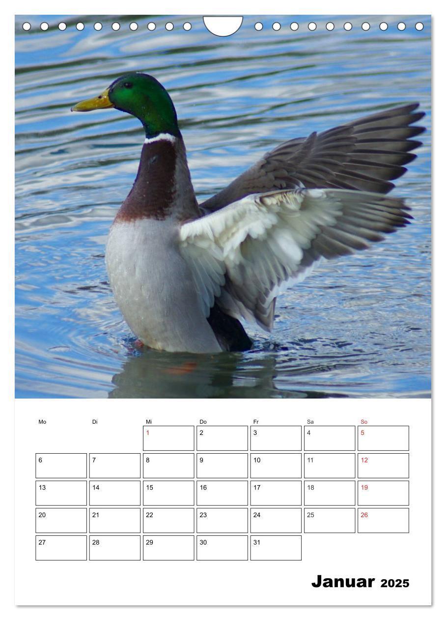 Bild: 9783457011416 | Liebenswerte Enten (Wandkalender 2025 DIN A4 hoch), CALVENDO...