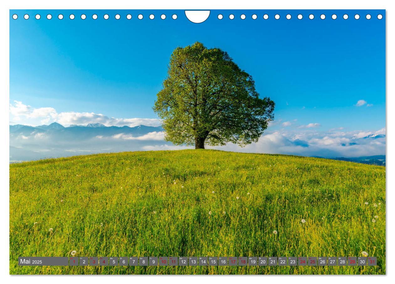 Bild: 9783435359370 | Faszination Oberallgäu (Wandkalender 2025 DIN A4 quer), CALVENDO...