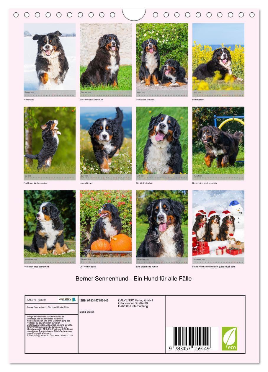 Bild: 9783457159149 | Berner Sennenhund - Ein Hund für alle Fälle (Wandkalender 2025 DIN...