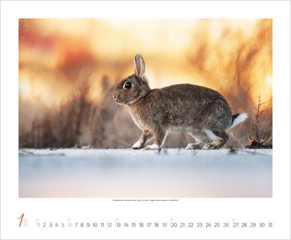 Bild: 9783731879275 | WaldLife 2025 | Verlag Korsch | Kalender | 14 S. | Deutsch | 2025