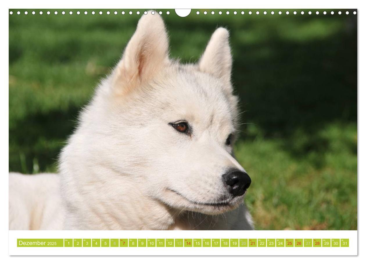 Bild: 9783435747856 | Siberian Husky - der Urtyp (Wandkalender 2025 DIN A3 quer),...