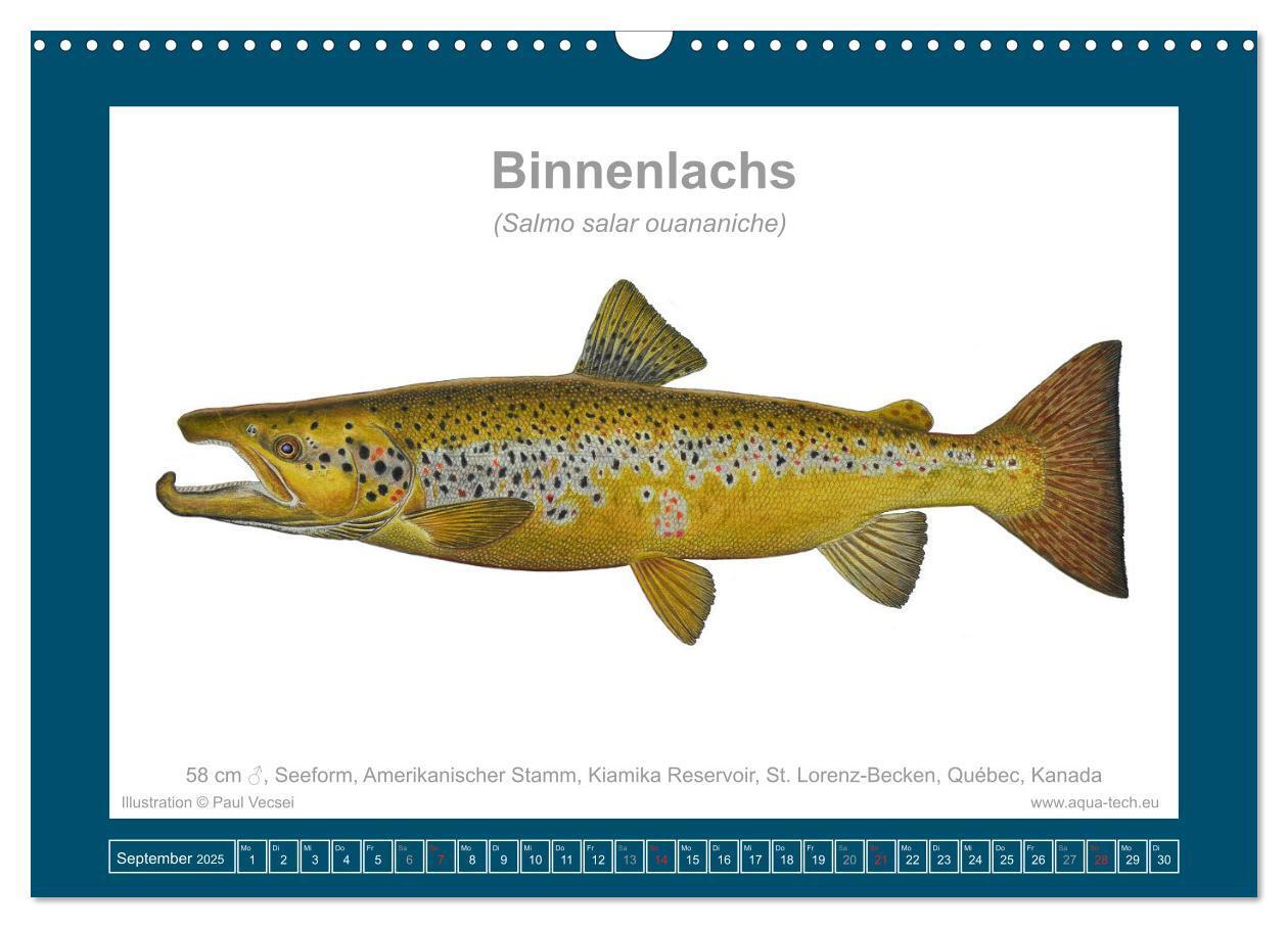 Bild: 9783383772634 | Fisch als Kunst 2025: Atlantische Lachse (Wandkalender 2025 DIN A3...