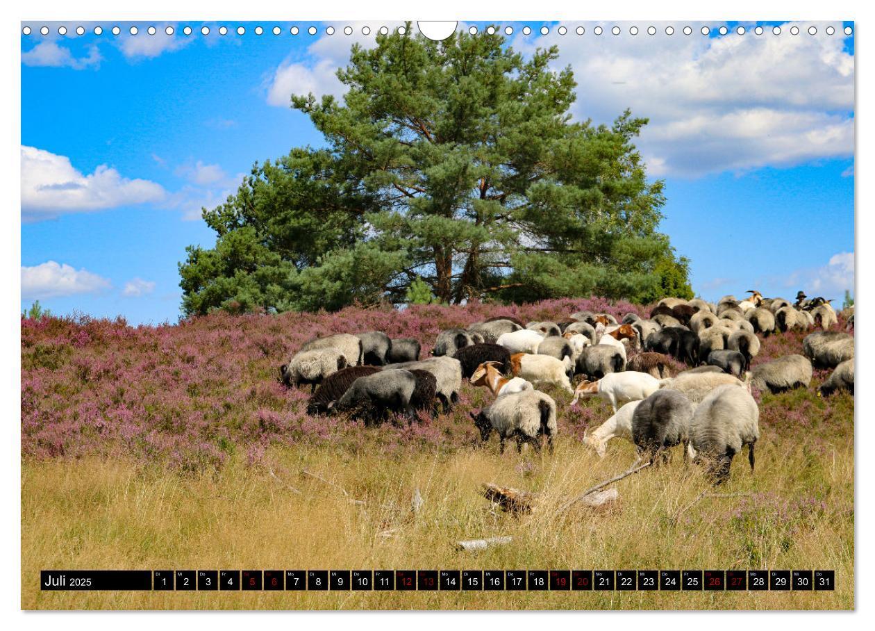 Bild: 9783383969638 | Heidschnucken und Ziegen die tierischen Landschaftspfleger der...