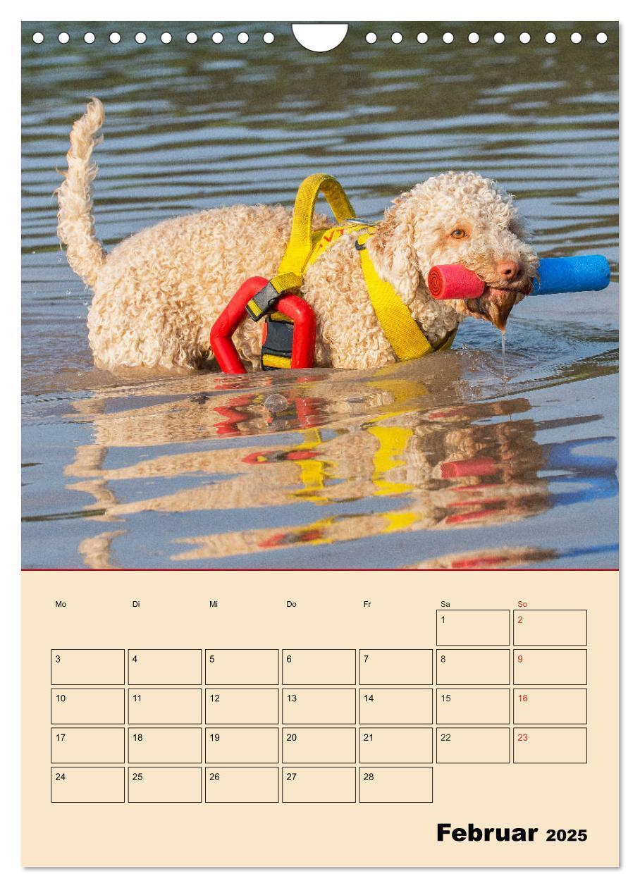 Bild: 9783435959495 | Jahresplaner Lagotto Romagnolo (Wandkalender 2025 DIN A4 hoch),...