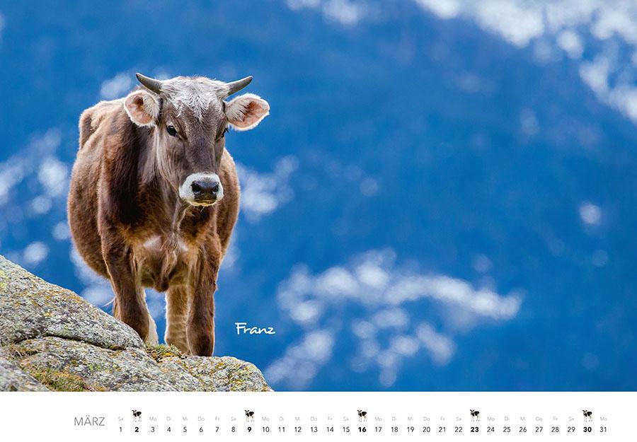 Bild: 9783966648226 | Kühe Kalender 2025 Wandkalender | J. -L. Klein (u. a.) | Kalender