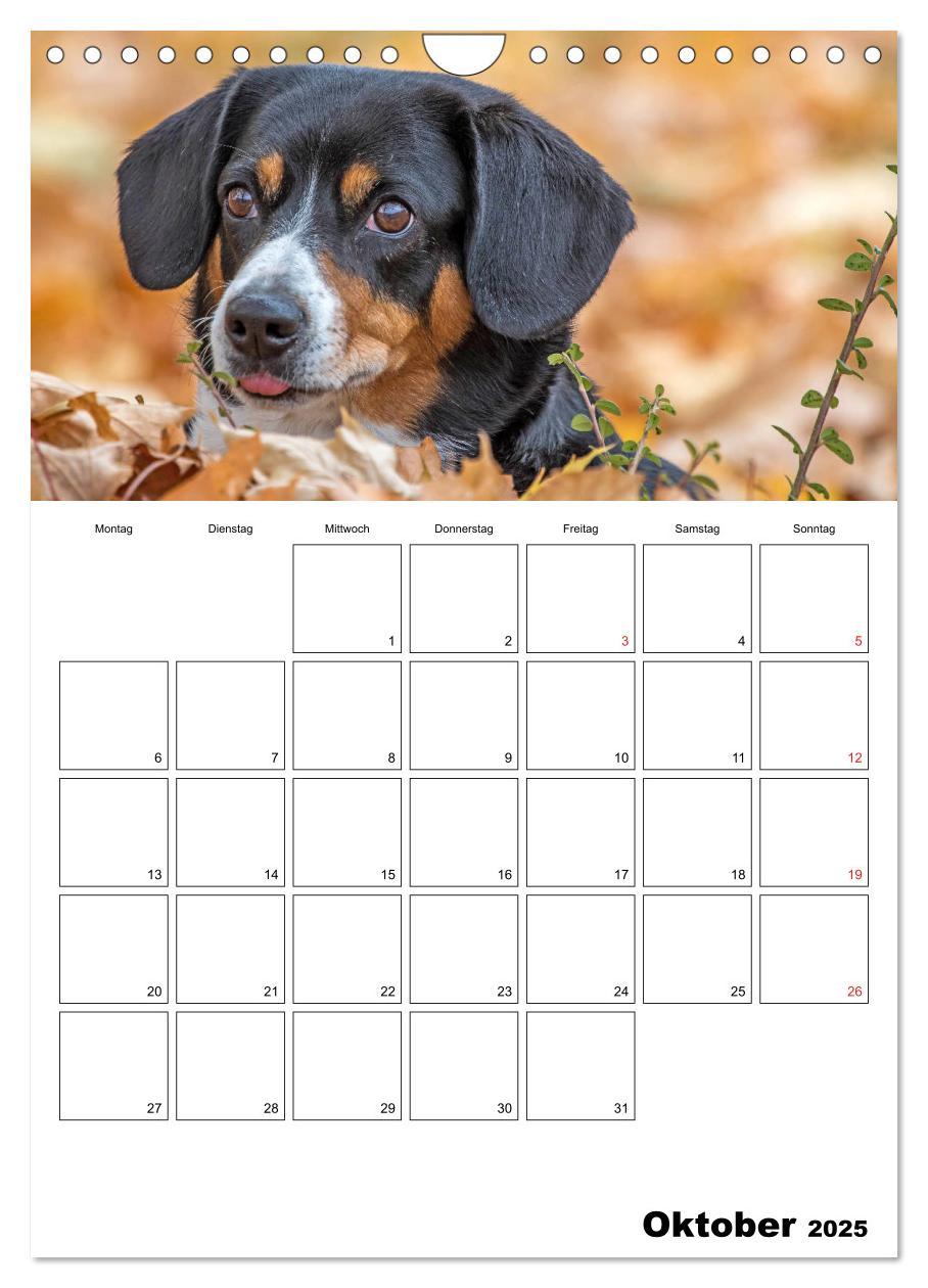 Bild: 9783457026694 | Entlebucher Sennenhunde begleiten Sie durch das Jahr (Wandkalender...