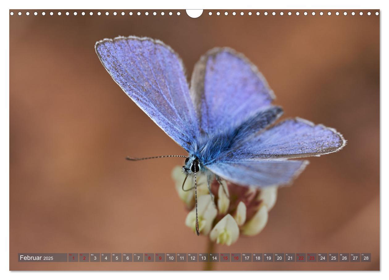 Bild: 9783383973659 | Schmetterlinge - von Blüte zu Blüte - (Wandkalender 2025 DIN A3...