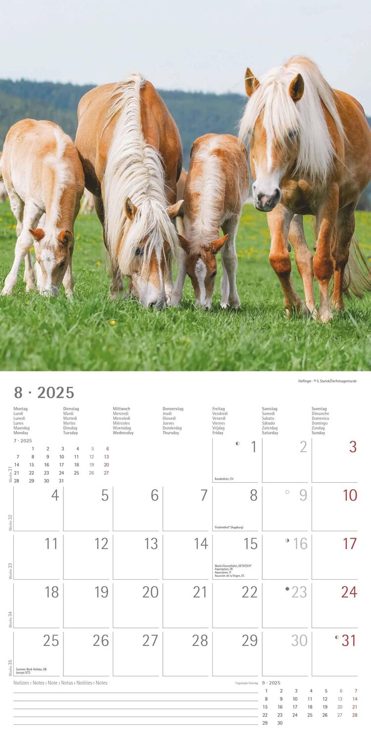 Bild: 4251732343040 | Ponys 2025 - Broschürenkalender 30x30 cm (30x60 geöffnet) -...