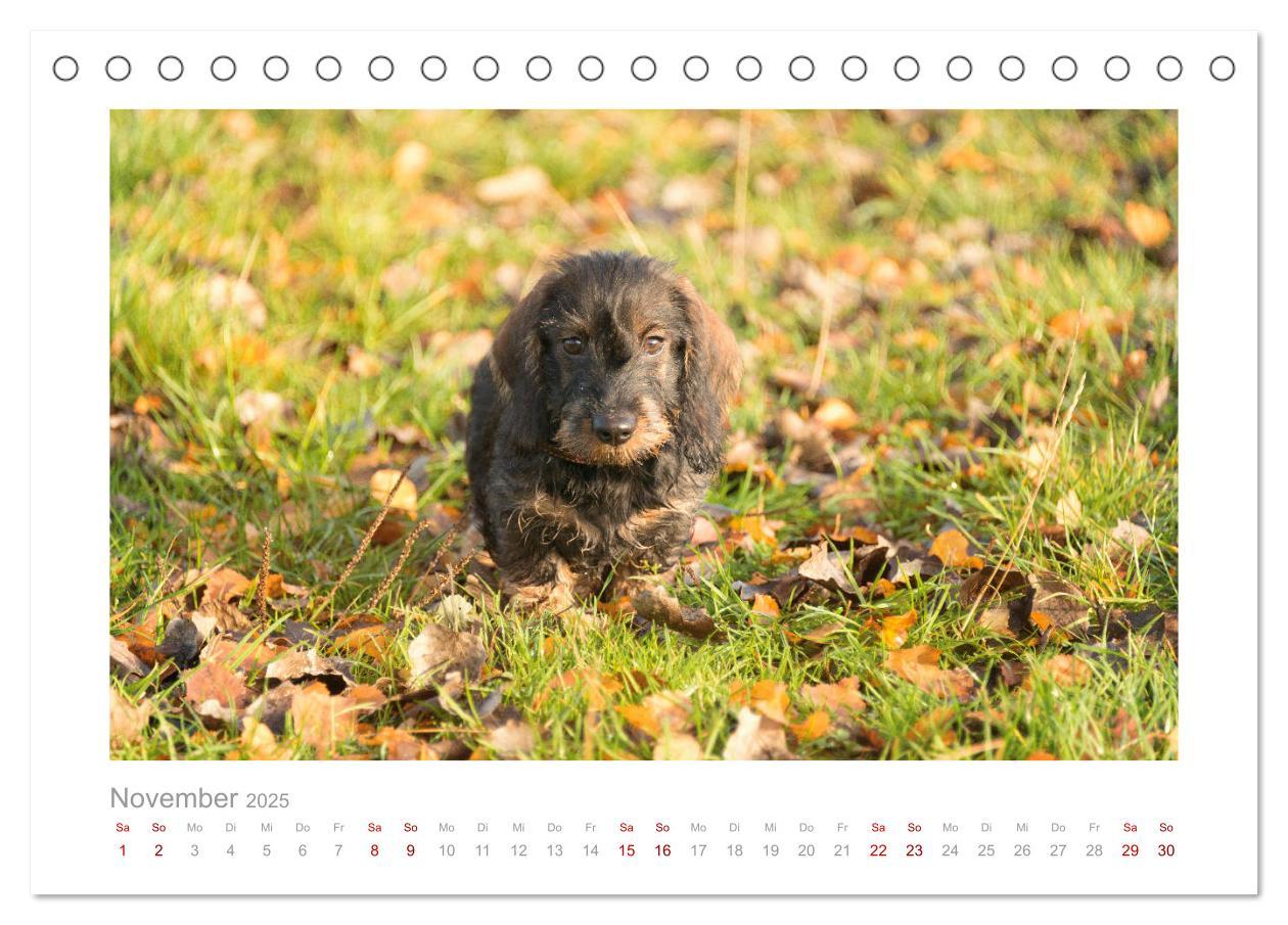 Bild: 9783435103942 | Dackelblicke - ein bezaubernder Rauhaardackel (Tischkalender 2025...