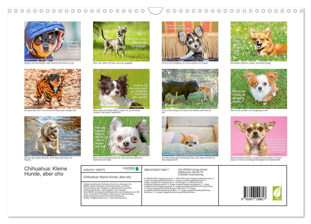 Bild: 9783457199817 | Chihuahua: Kleine Hunde, aber oho (Wandkalender 2025 DIN A3 quer),...