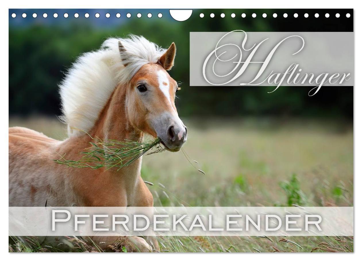 Cover: 9783435743308 | Haflinger / Geburtstagskalender (Wandkalender 2025 DIN A4 quer),...