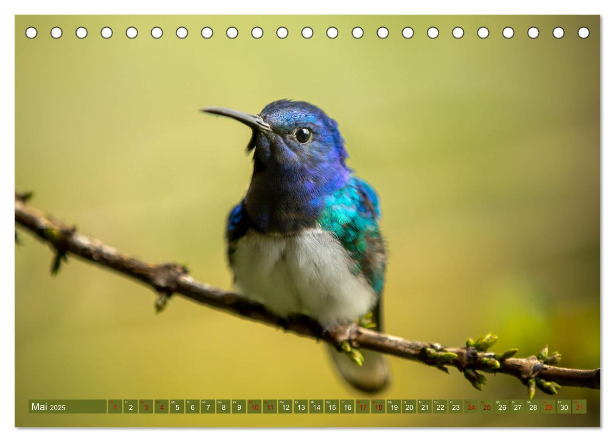 Bild: 9783383887109 | Zauberhafte Kolibris in Costa Rica (Tischkalender 2025 DIN A5...