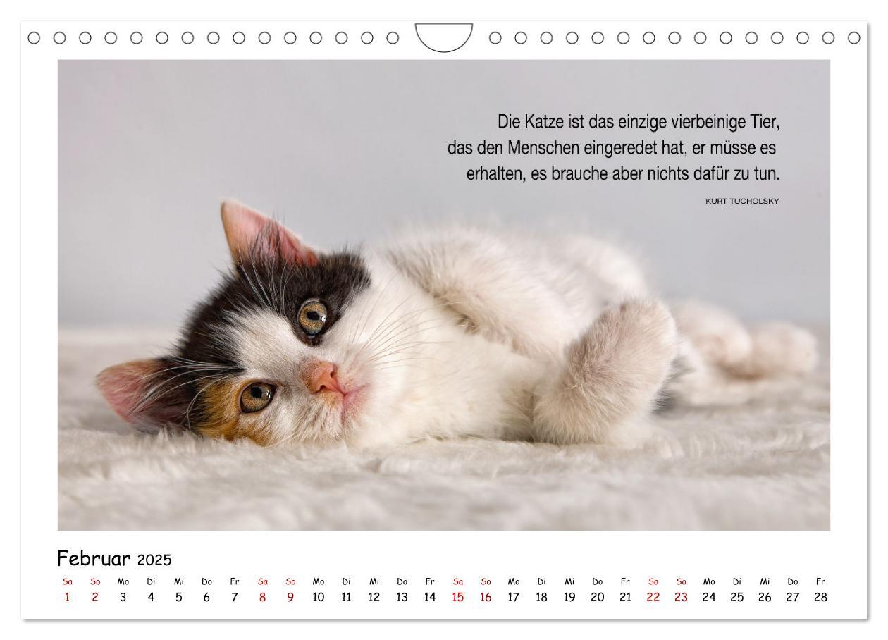 Bild: 9783435086696 | Kätzchen-Kalender mit Sprüchen (Wandkalender 2025 DIN A4 quer),...