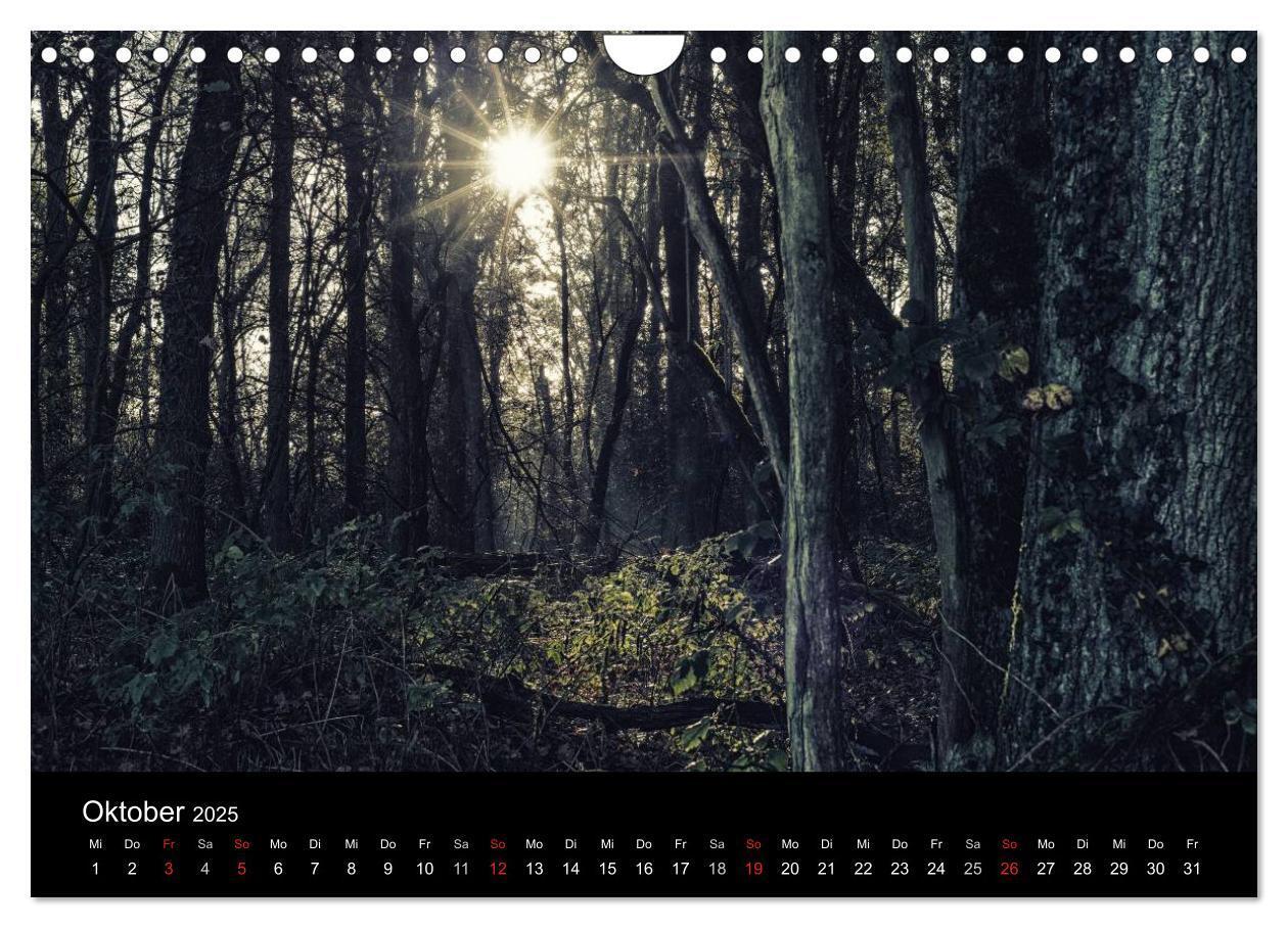 Bild: 9783435501502 | Mystische Wälder (Wandkalender 2025 DIN A4 quer), CALVENDO...