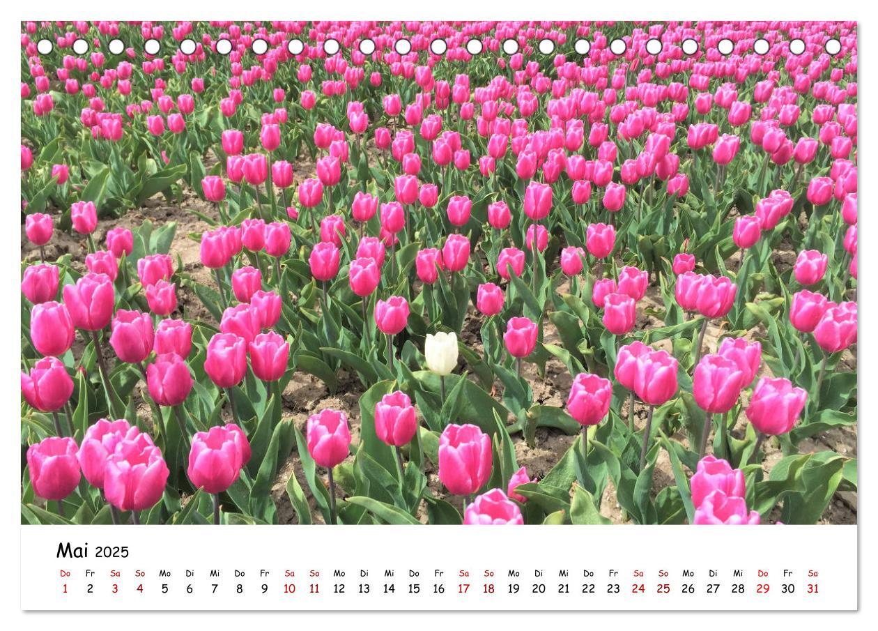 Bild: 9783435257782 | Tulpenblüte in Flevoland 2025 (Tischkalender 2025 DIN A5 quer),...