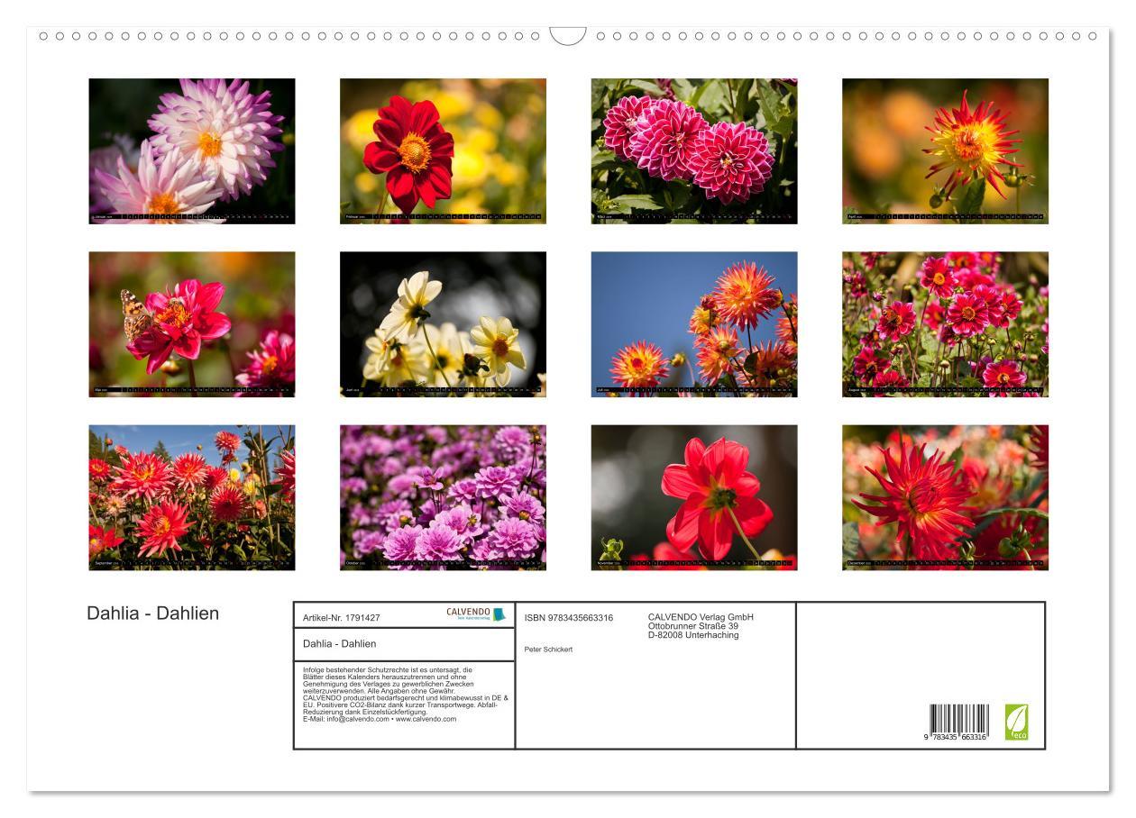 Bild: 9783435663316 | Dahlia - Dahlien (Wandkalender 2025 DIN A2 quer), CALVENDO...