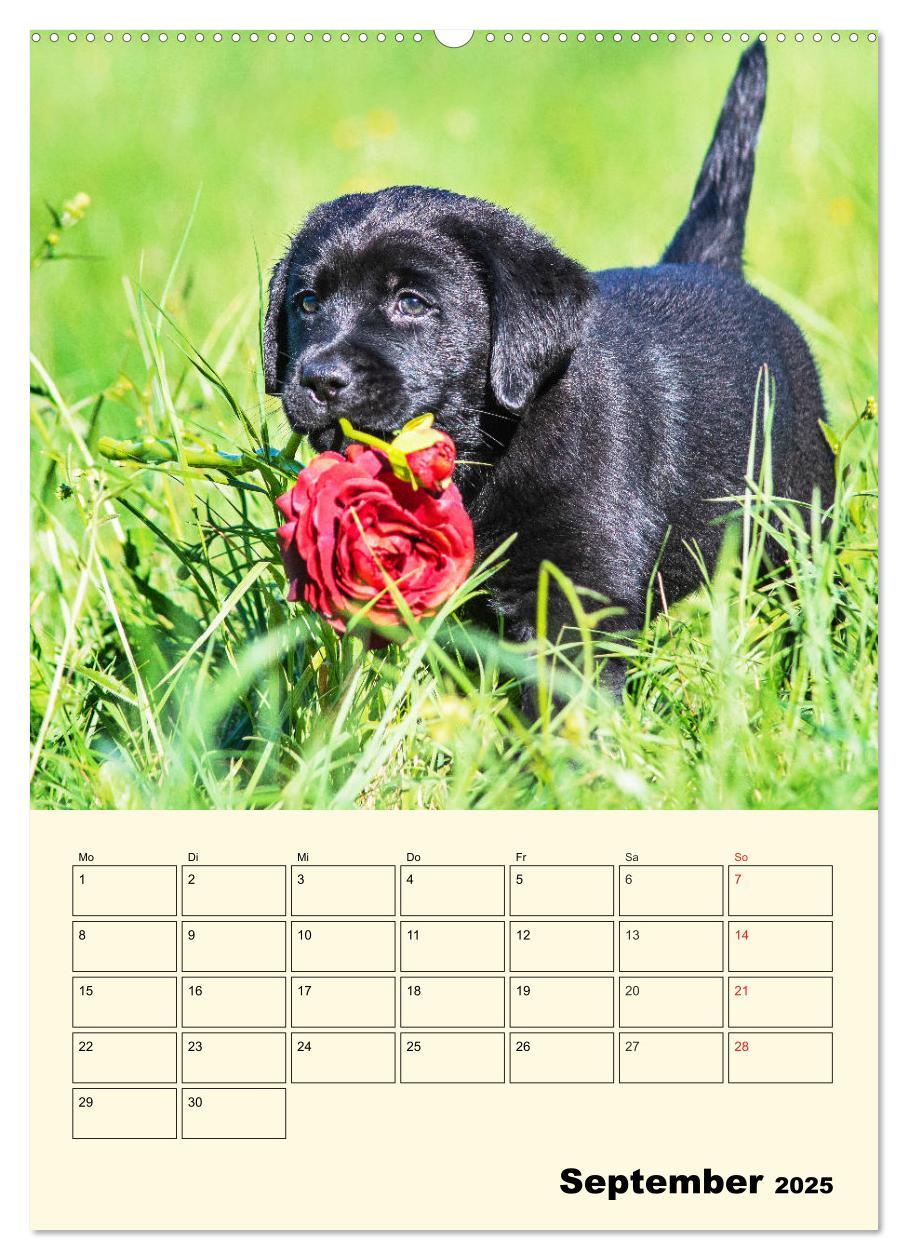 Bild: 9783435957675 | Familienplaner - Labrador Welpen entdecken die Welt (Wandkalender...