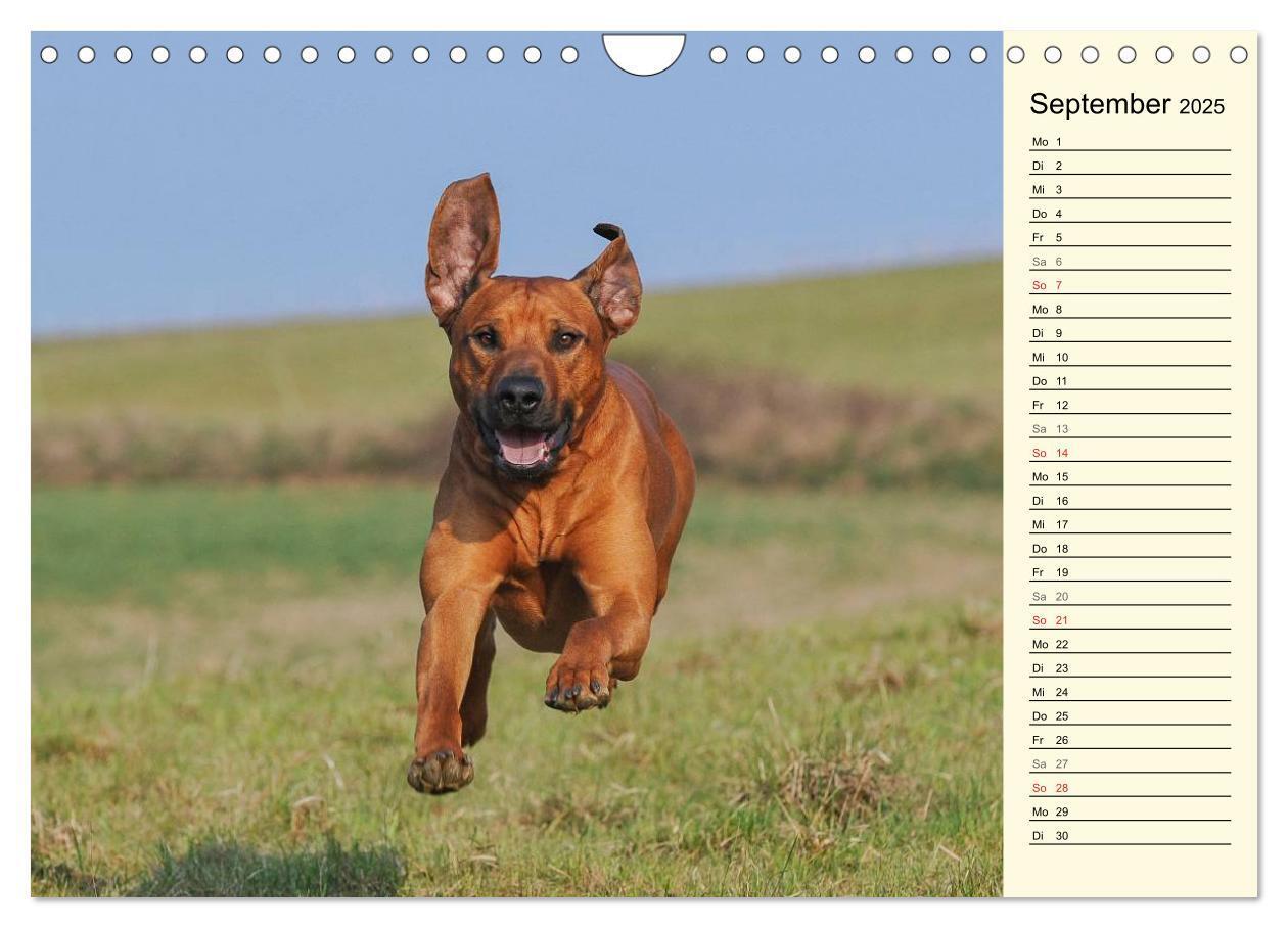 Bild: 9783435541416 | Rhodesian Ridgeback 2025 (Wandkalender 2025 DIN A4 quer), CALVENDO...