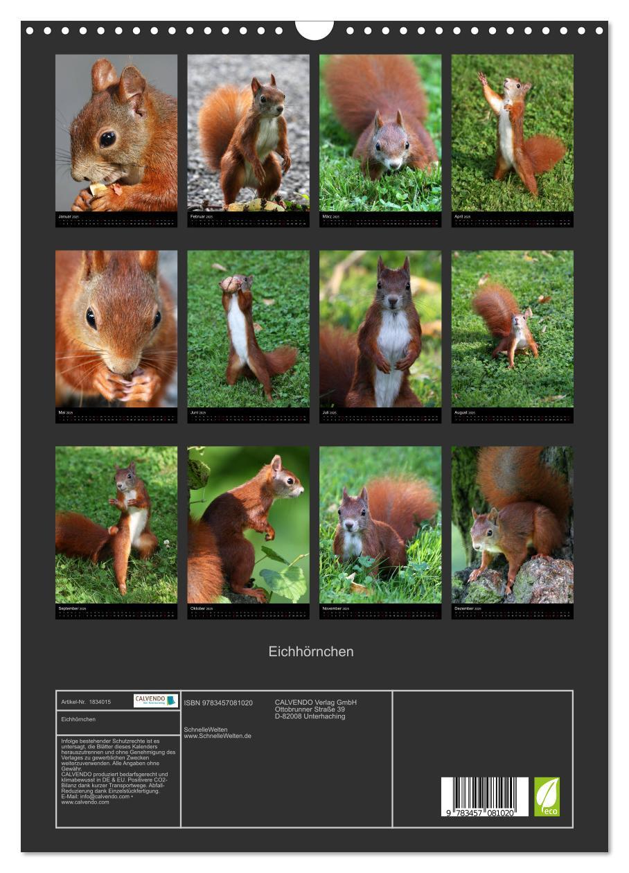 Bild: 9783457081020 | Eichhörnchen (Wandkalender 2025 DIN A3 hoch), CALVENDO Monatskalender