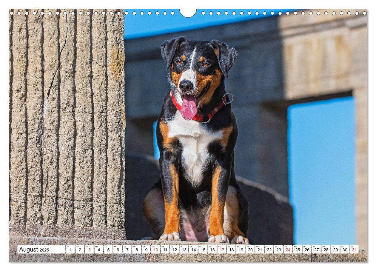 Bild: 9783435112630 | Appenzeller Sennenhund - Ein Schweizer auf 4 Pfoten (Wandkalender...