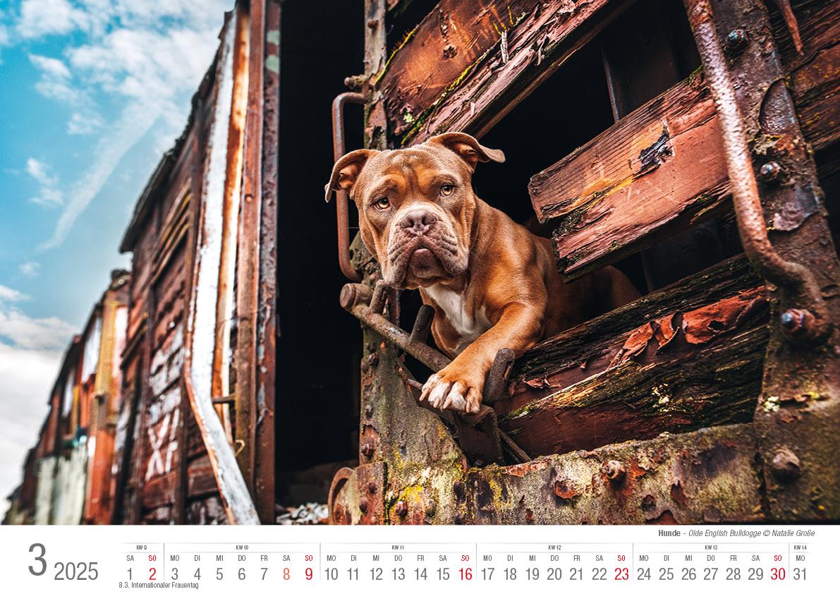 Bild: 9783965352346 | Hunde 2025 Bildkalender A3 quer - Natalie Große | Holger Klaes | 2025