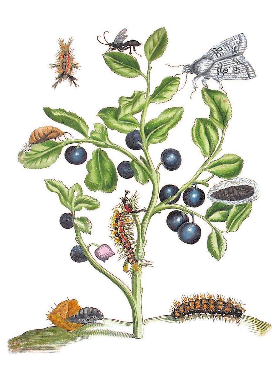 Bild: 9783968490038 | Blüten, Raupen, Schmetterlinge | Maria Sibylla Merian | Buch | 256 S.