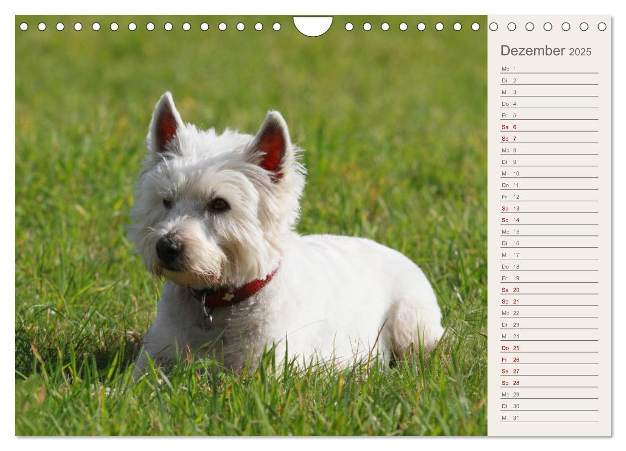 Bild: 9783435408665 | West Highland White Terrier - Selbstbewustes Powerpaket - der...